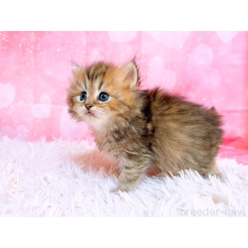 販売中の三重県のペルシャ-134601の3枚目