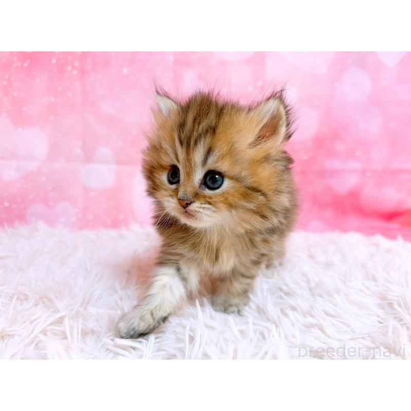 販売中の三重県のペルシャ-134601の2枚目