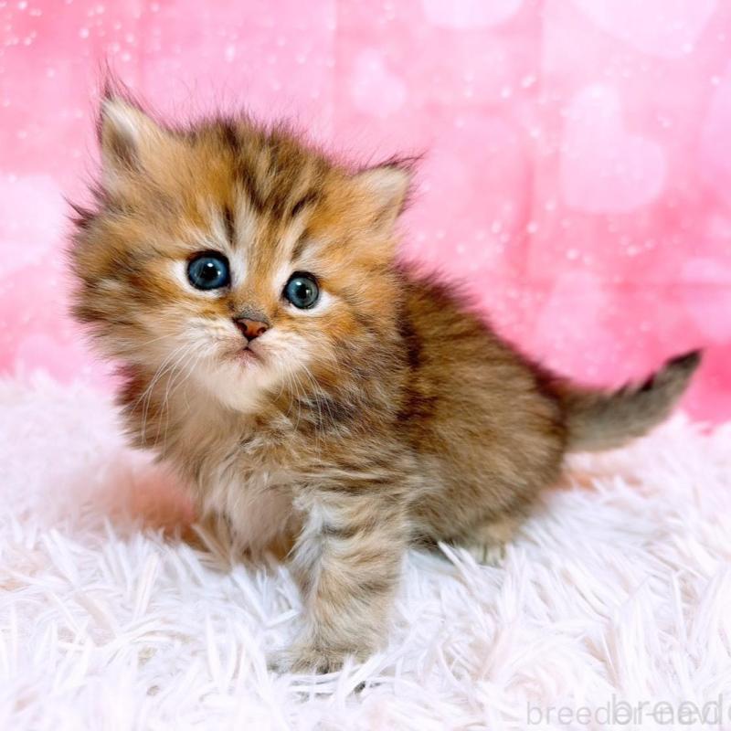 販売中の三重県のペルシャ-134601