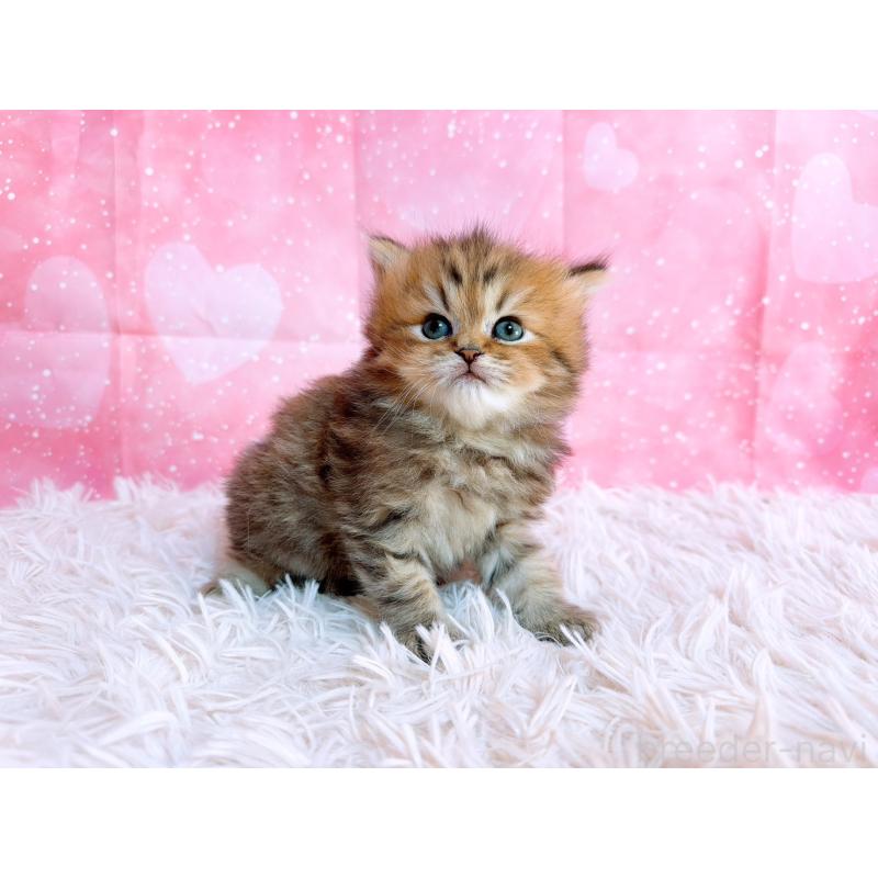 販売中の三重県のペルシャ-134602の7枚目