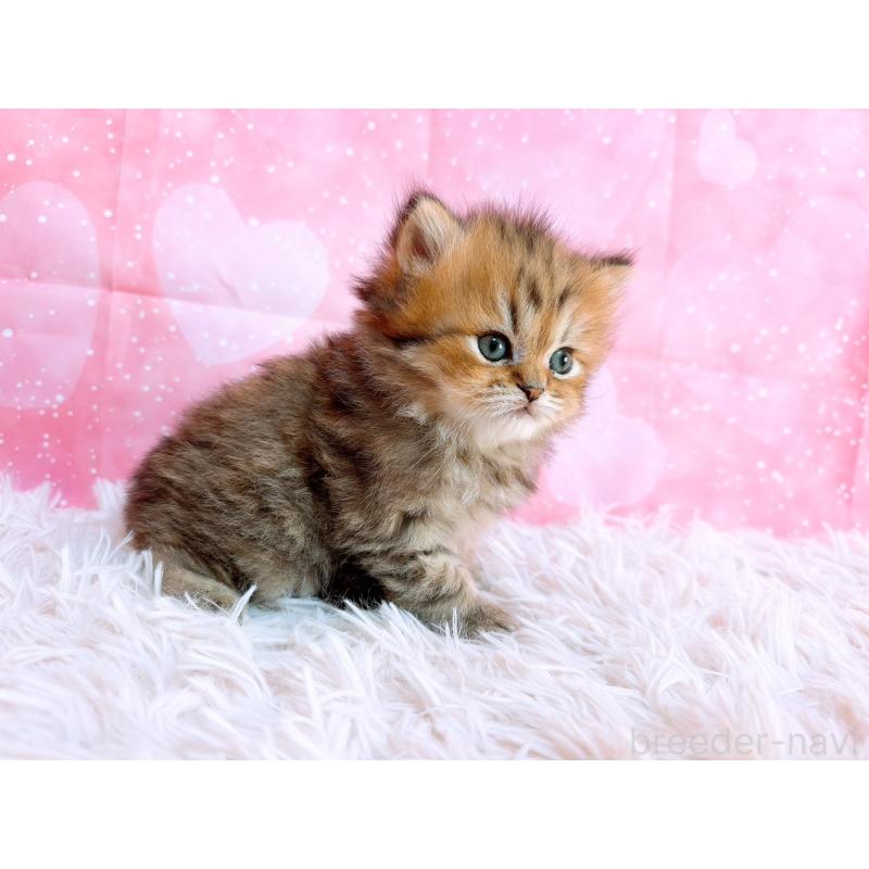 販売中の三重県のペルシャ-134602の6枚目