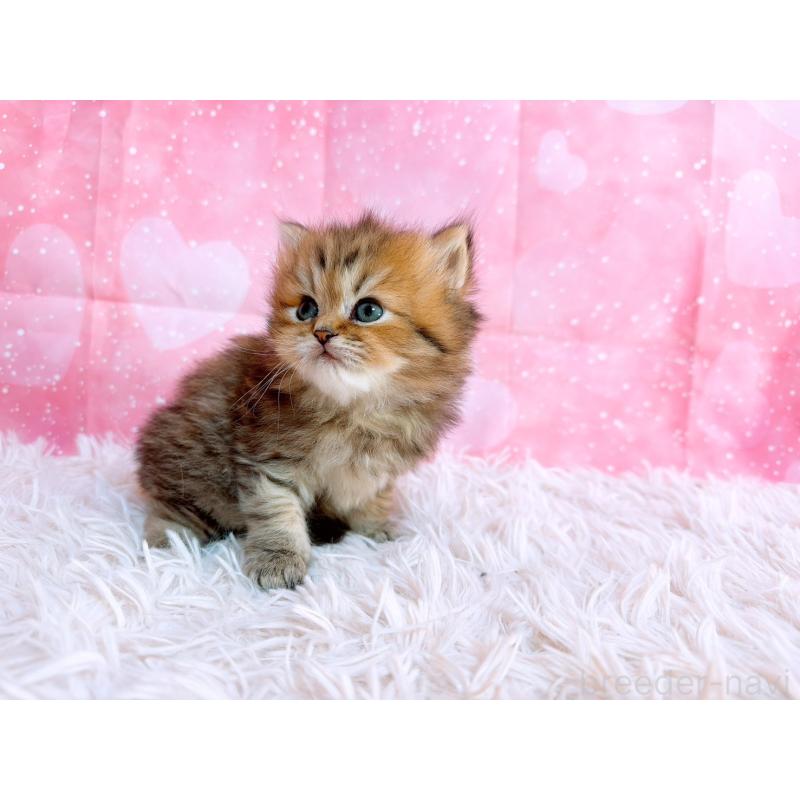 販売中の三重県のペルシャ-134602の5枚目