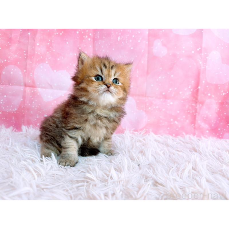 販売中の三重県のペルシャ-134602の4枚目