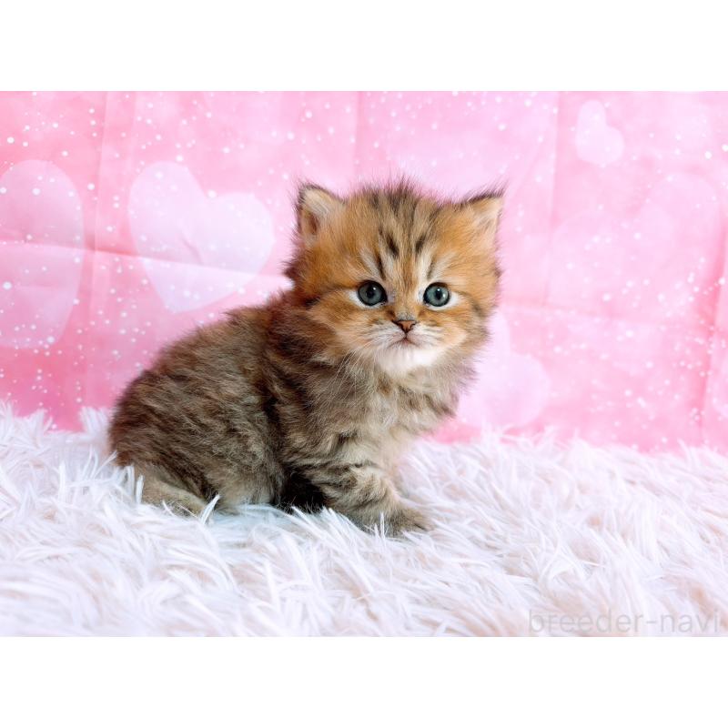 販売中の三重県のペルシャ-134602の2枚目