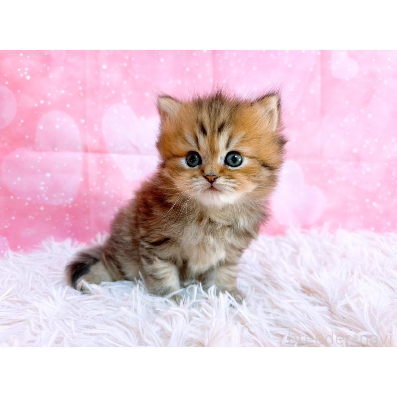 販売中の三重県のペルシャ-134602の3枚目