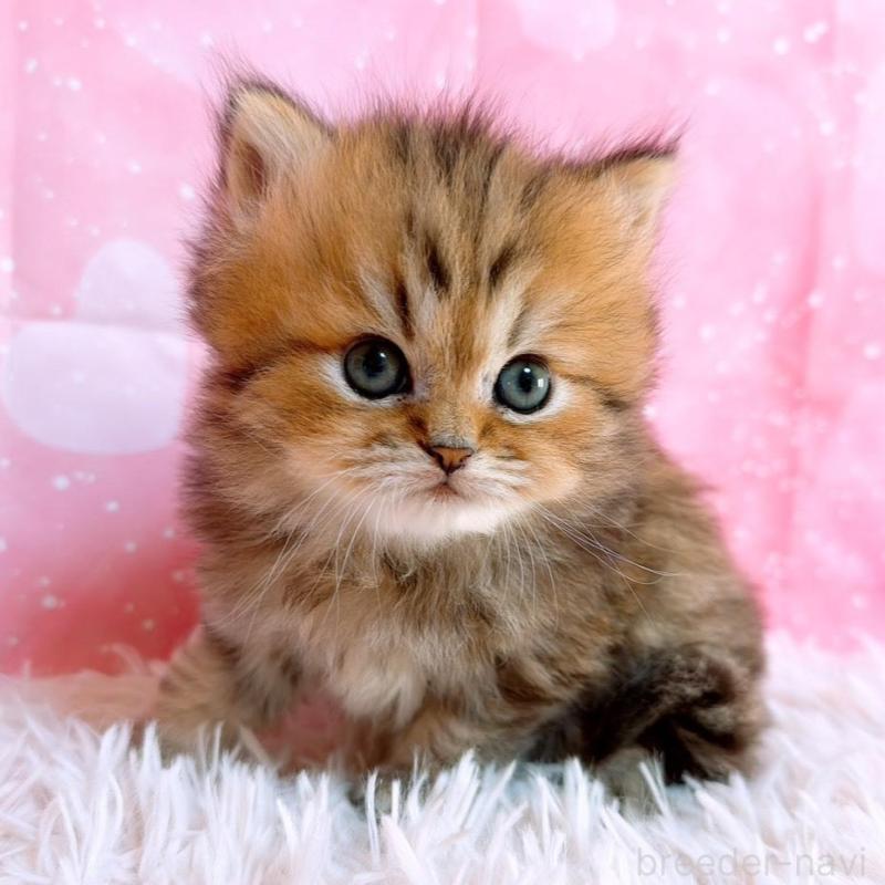 販売中の三重県のペルシャ-134602の1枚目