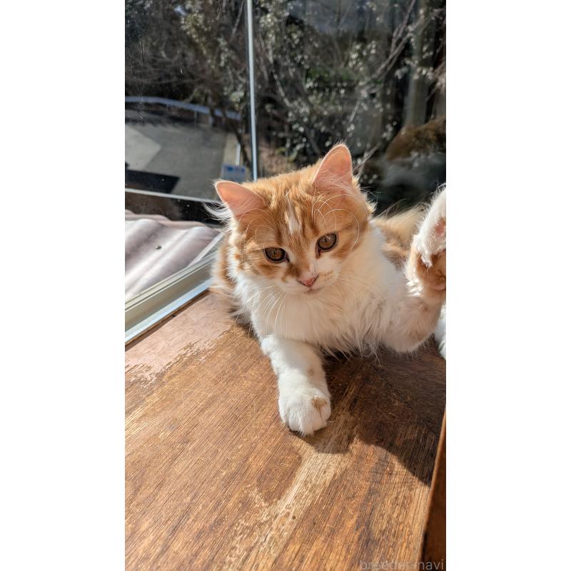 販売中の広島県のマンチカン-127411の3枚目