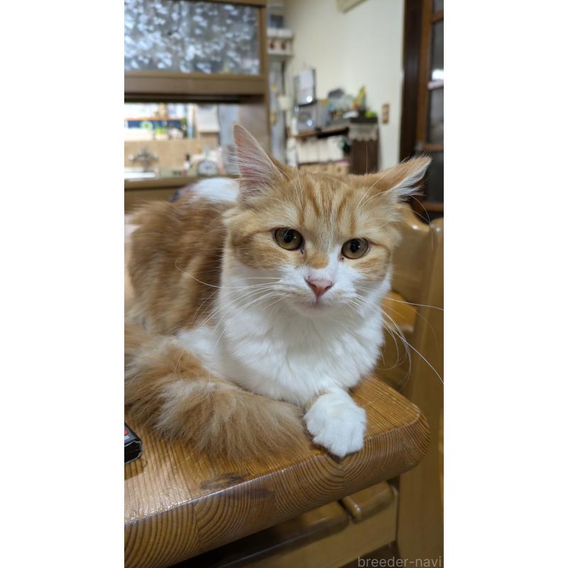 販売中の広島県のマンチカン-127411の2枚目