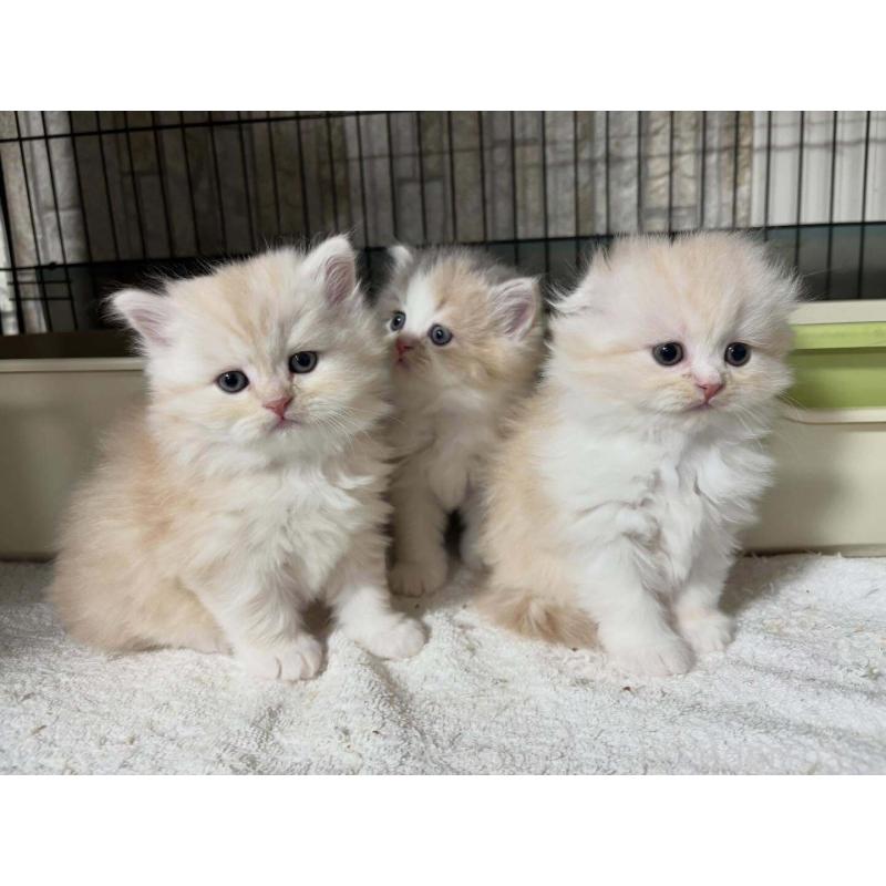 販売中の山梨県のスコティッシュフォールド-134603の3枚目