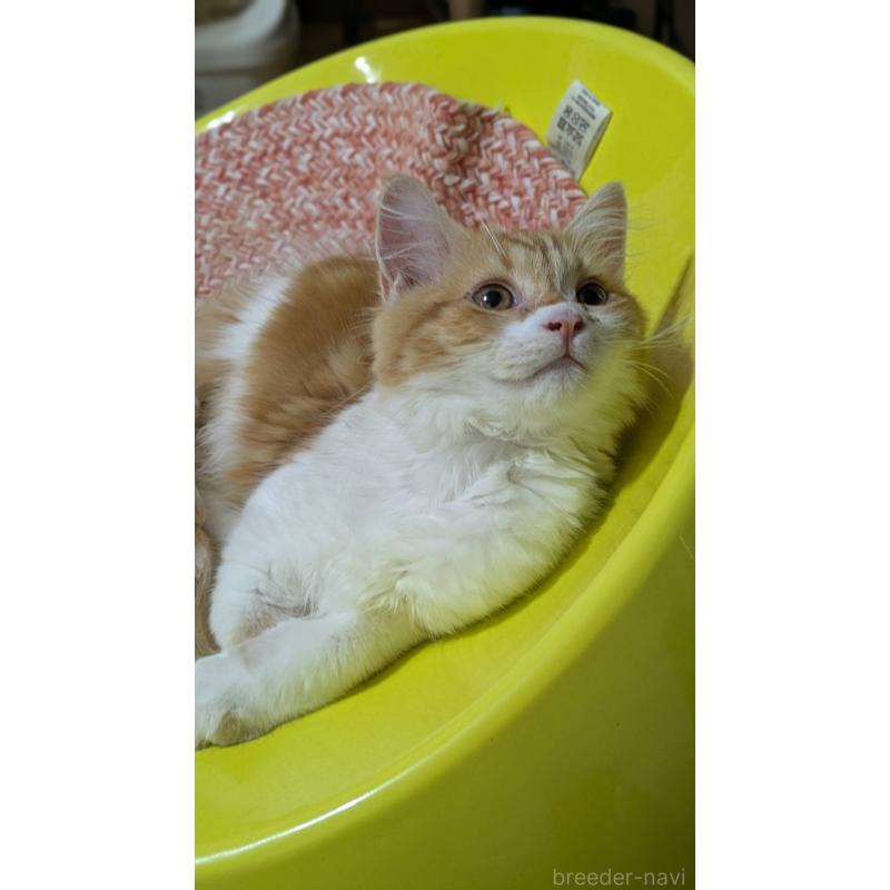 販売中の広島県のマンチカン-125366の4枚目