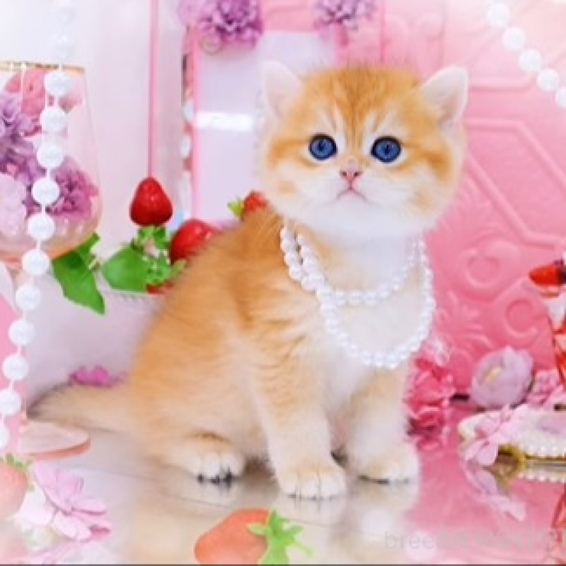 販売中の岐阜県のブリティッシュショートヘア-133222