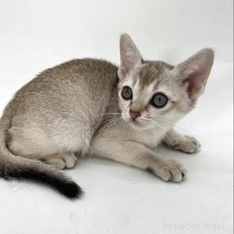 商談中の千葉県のシンガプーラ-134605の3枚目