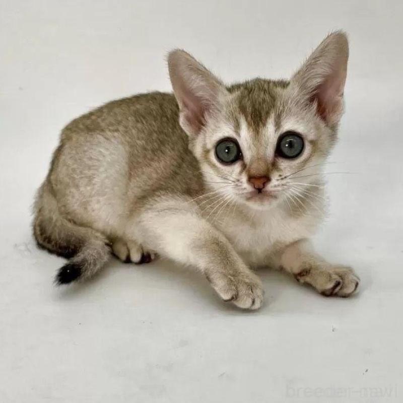 商談中の千葉県のシンガプーラ-134605の2枚目