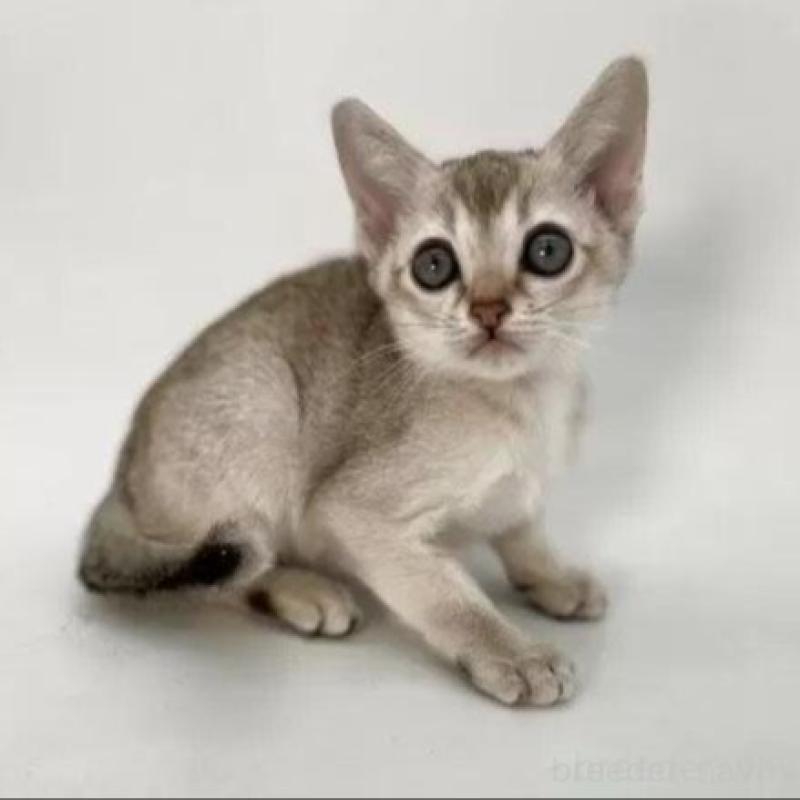 商談中の千葉県のシンガプーラ-134605の1枚目