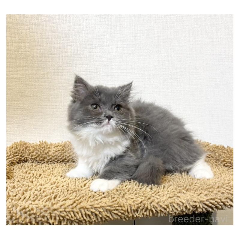 販売中の静岡県のブリティッシュショートヘア-134608の6枚目