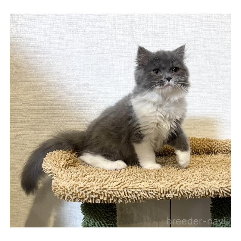 販売中の静岡県のブリティッシュショートヘア-134608の5枚目