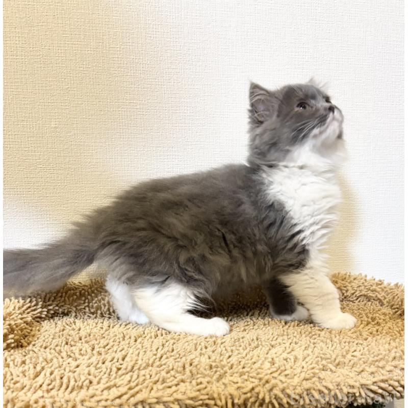 販売中の静岡県のブリティッシュショートヘア-134608の4枚目