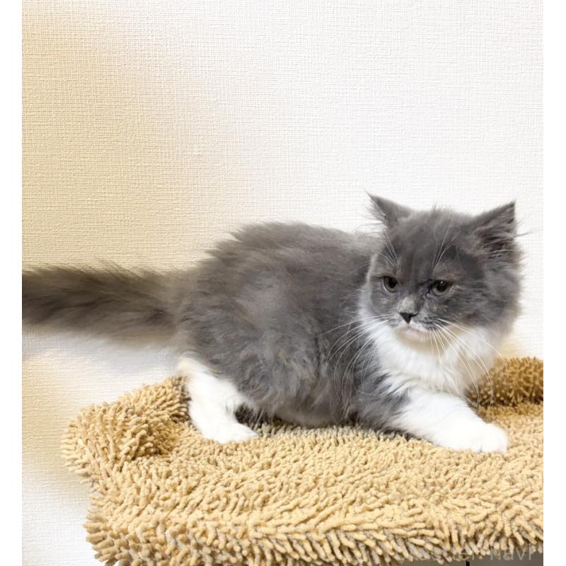 販売中の静岡県のブリティッシュショートヘア-134608の3枚目