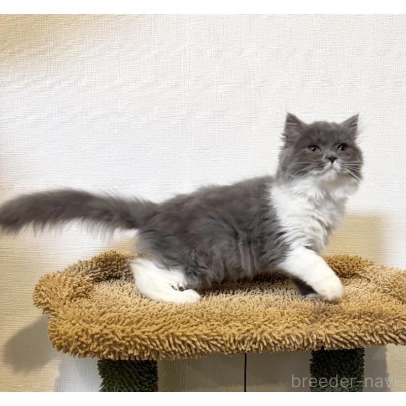 販売中の静岡県のブリティッシュショートヘア-134608の2枚目