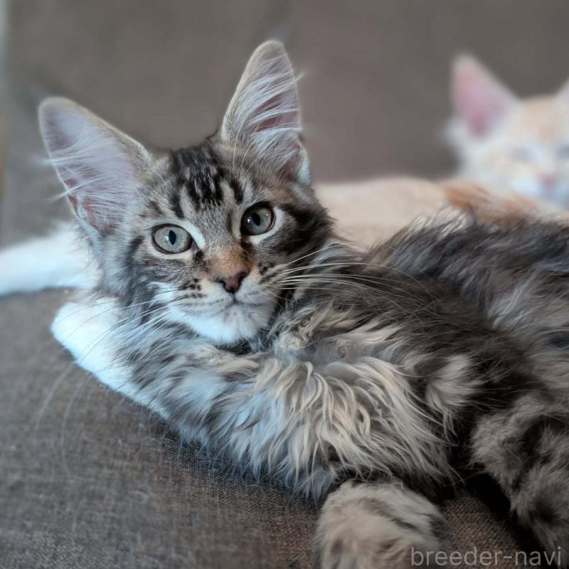 販売中の埼玉県のメインクーン-134610の1枚目