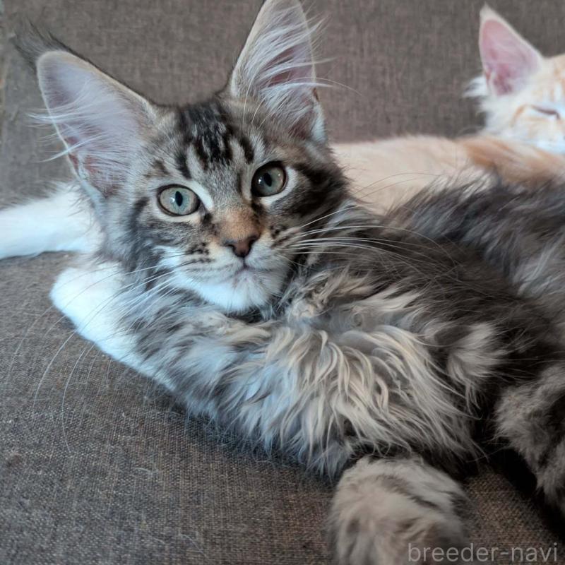 販売中の埼玉県のメインクーン-134610の5枚目