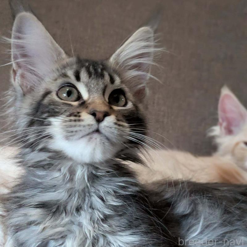 販売中の埼玉県のメインクーン-134610の4枚目