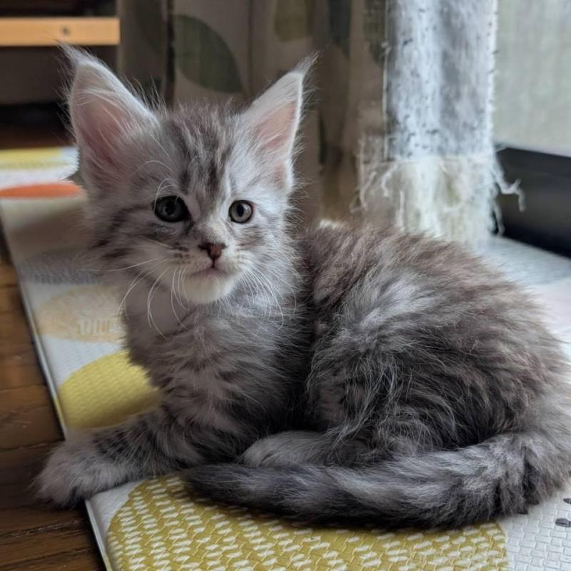 販売中の岡山県のメインクーン-134611