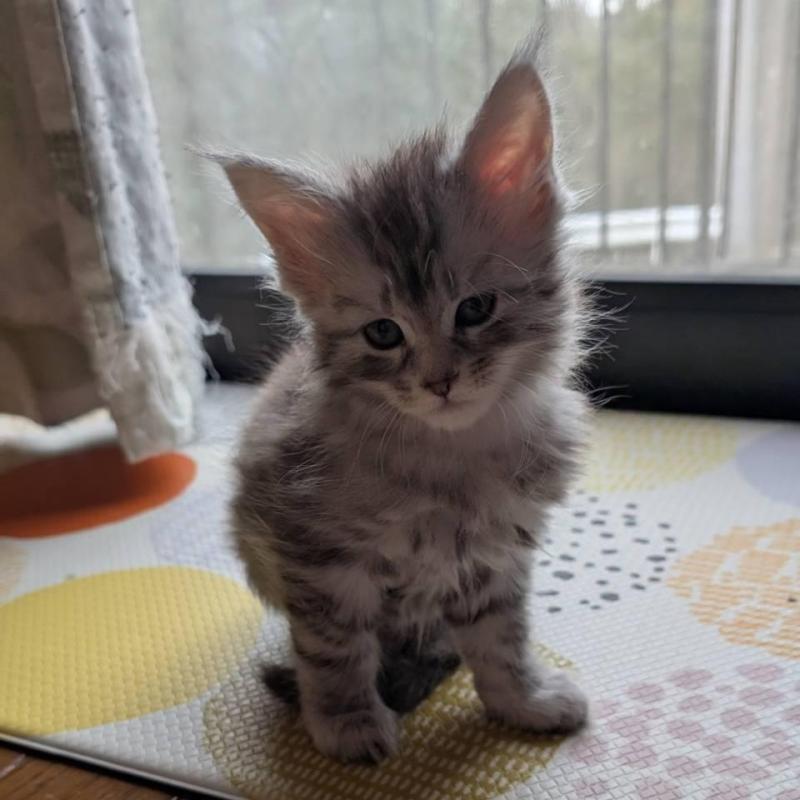 販売中の岡山県のメインクーン-134611の5枚目