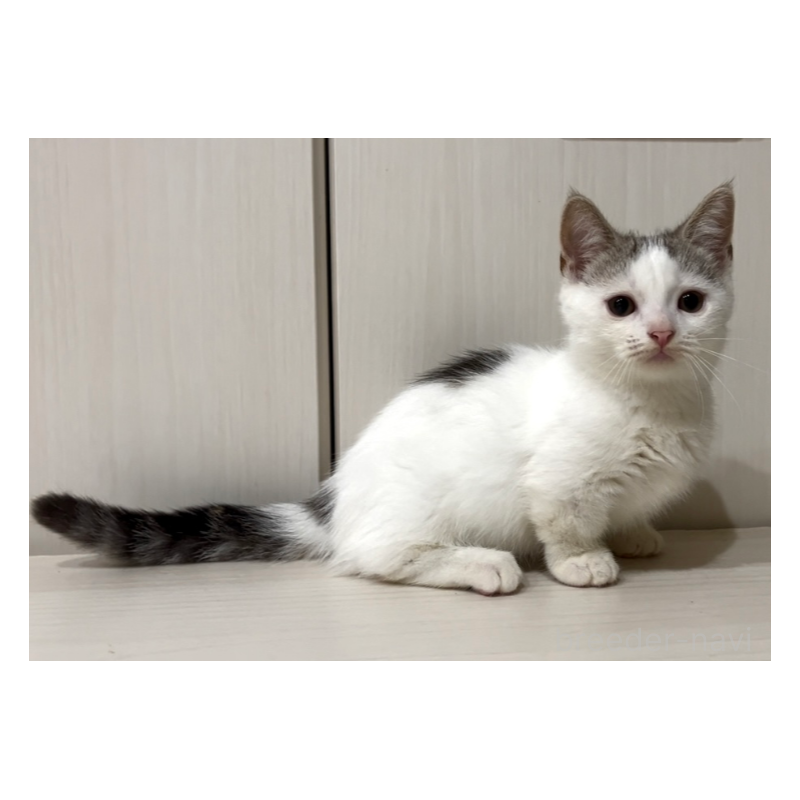 販売中の京都府のマンチカン(短足)-134613の6枚目