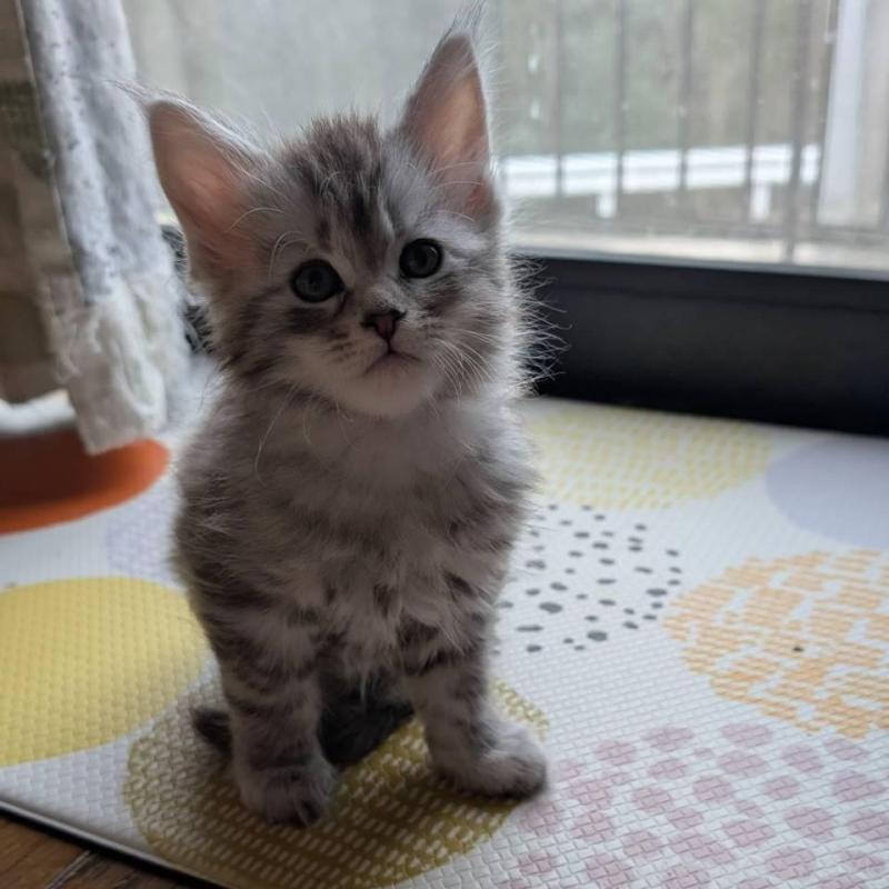 販売中の岡山県のメインクーン-134611の4枚目