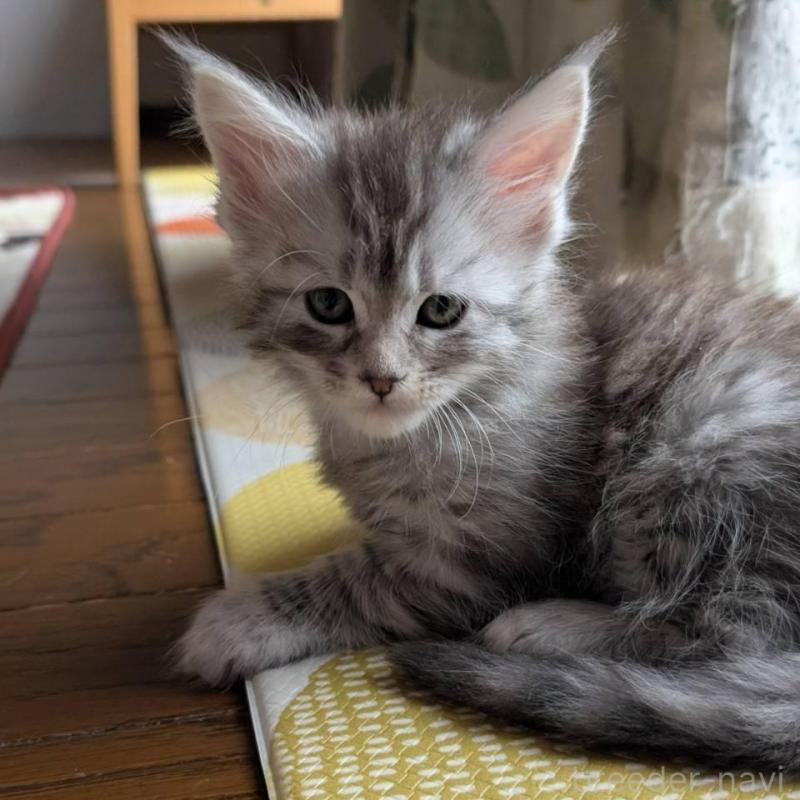 販売中の岡山県のメインクーン-134611の3枚目