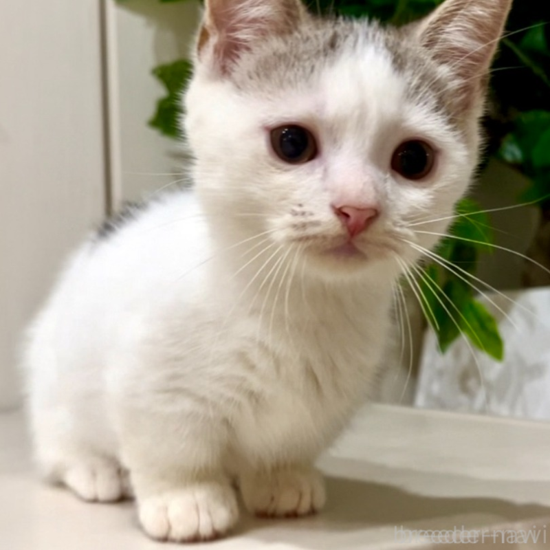 販売中の京都府のマンチカン(短足)-134613の5枚目