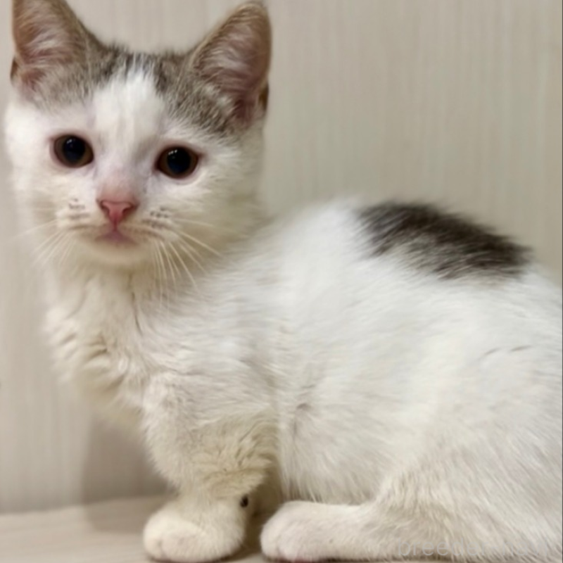 販売中の京都府のマンチカン(短足)-134613