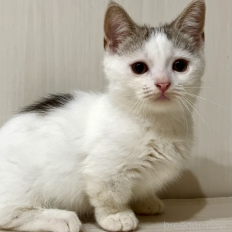 販売中の京都府のマンチカン(短足)-134613の3枚目