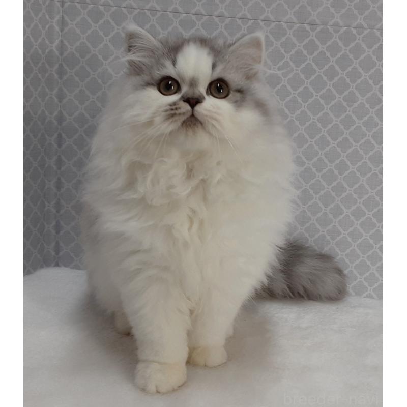 販売中の岐阜県のミックス-134614の3枚目