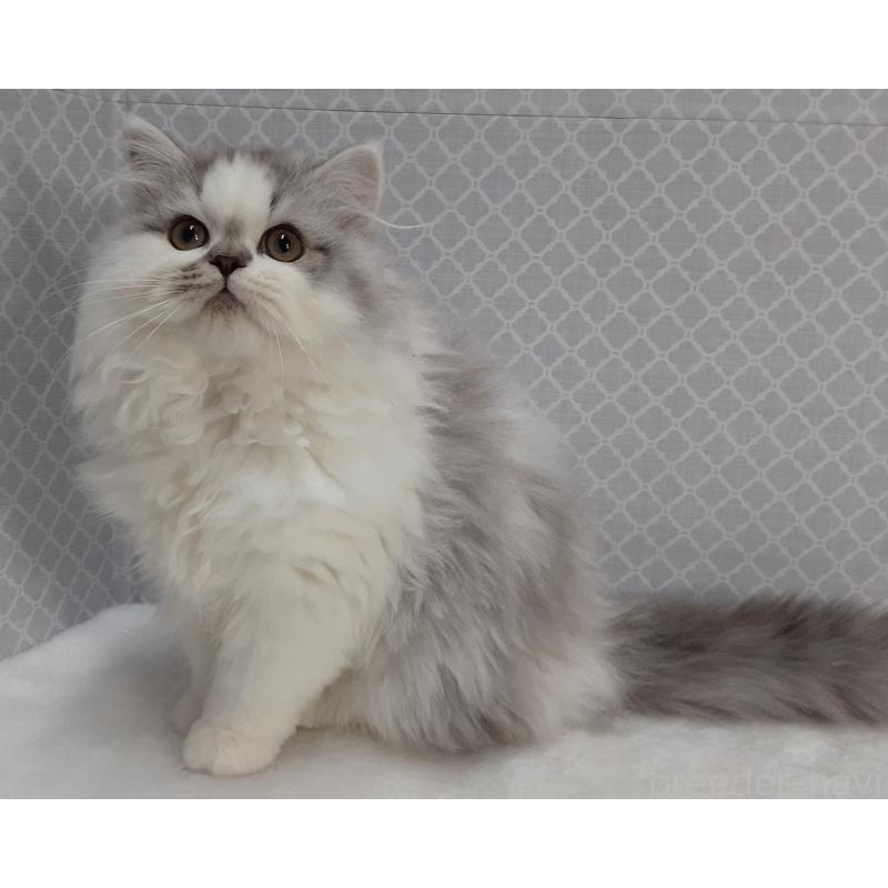 販売中の岐阜県のミックス-134614の2枚目