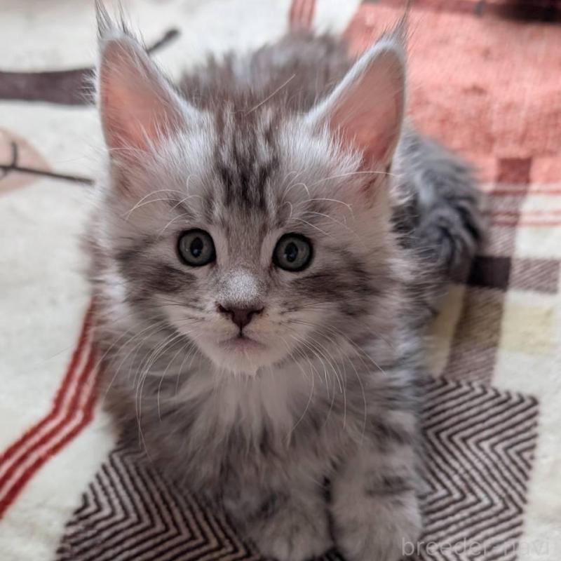 販売中の岡山県のメインクーン-134612