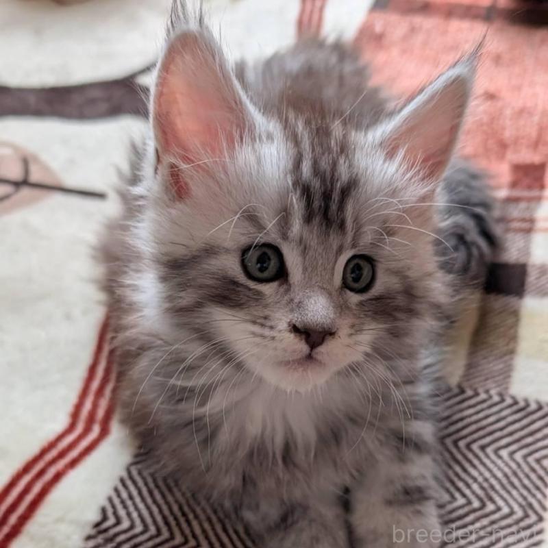 販売中の岡山県のメインクーン-134612の5枚目