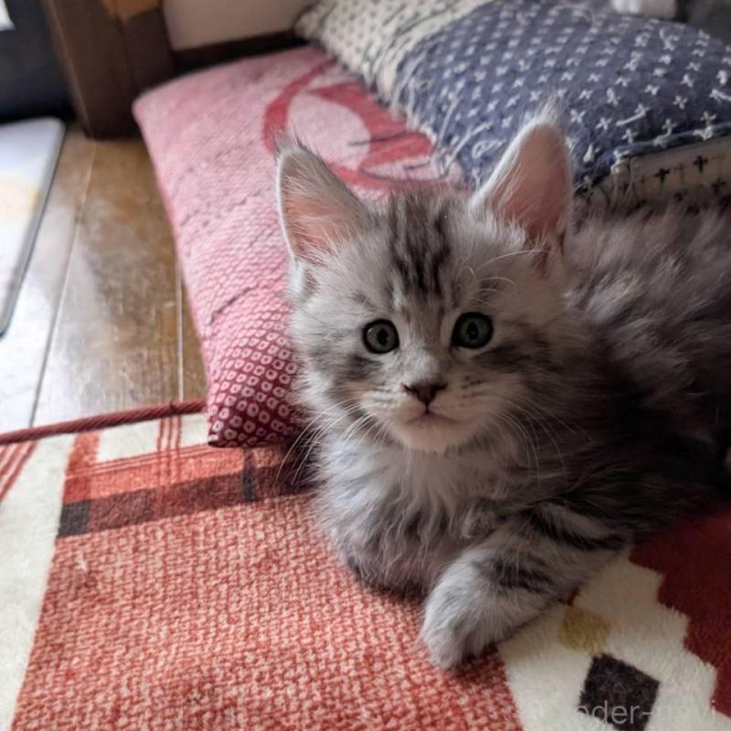 販売中の岡山県のメインクーン-134612の4枚目