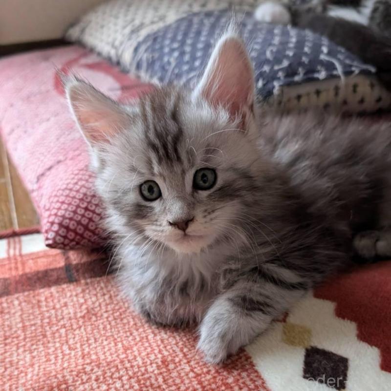 販売中の岡山県のメインクーン-134612の3枚目