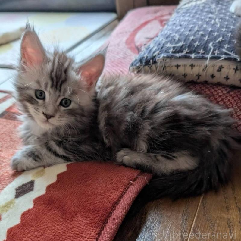 販売中の岡山県のメインクーン-134612の2枚目