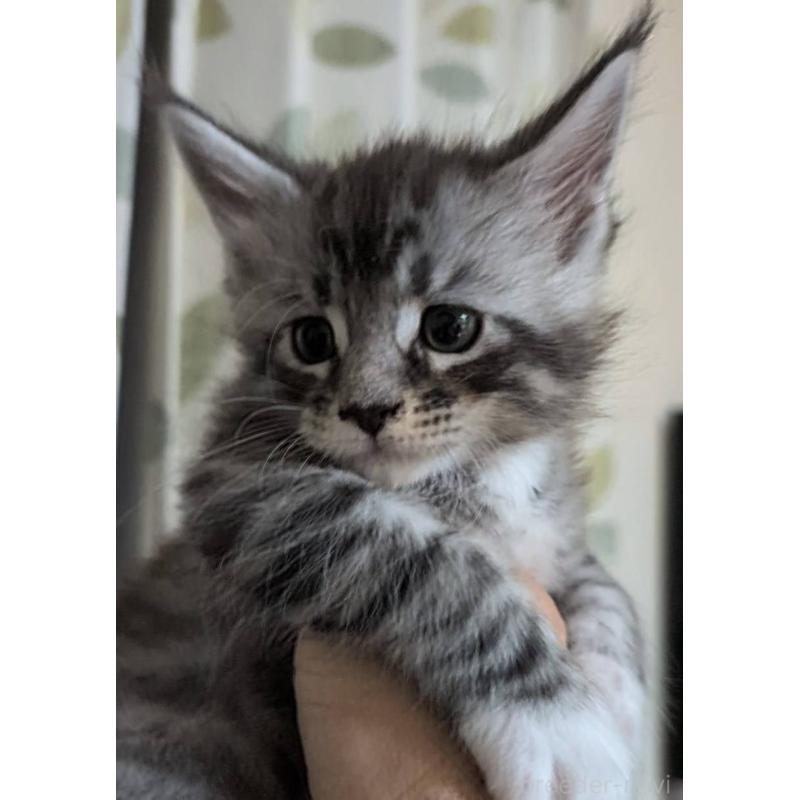 販売中の岡山県のメインクーン-134615の7枚目