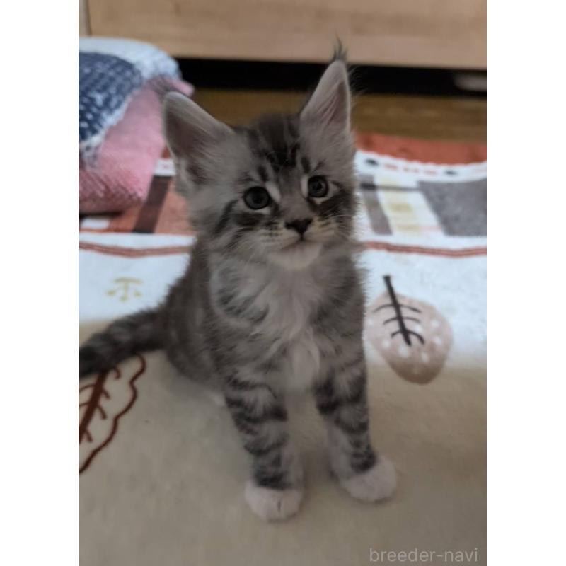 販売中の岡山県のメインクーン-134615の6枚目