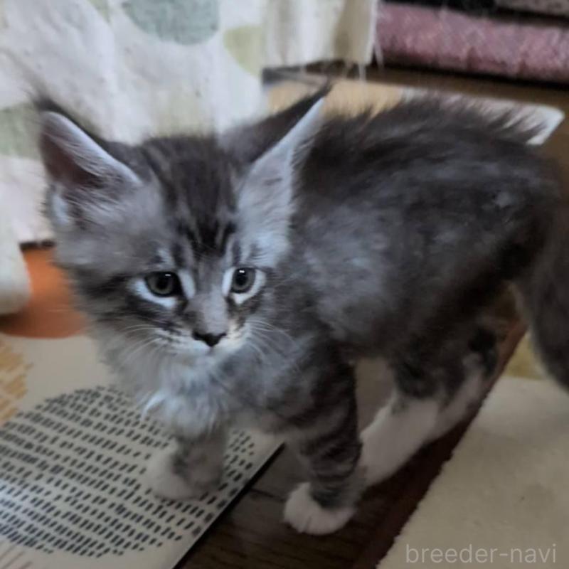 販売中の岡山県のメインクーン-134615の5枚目