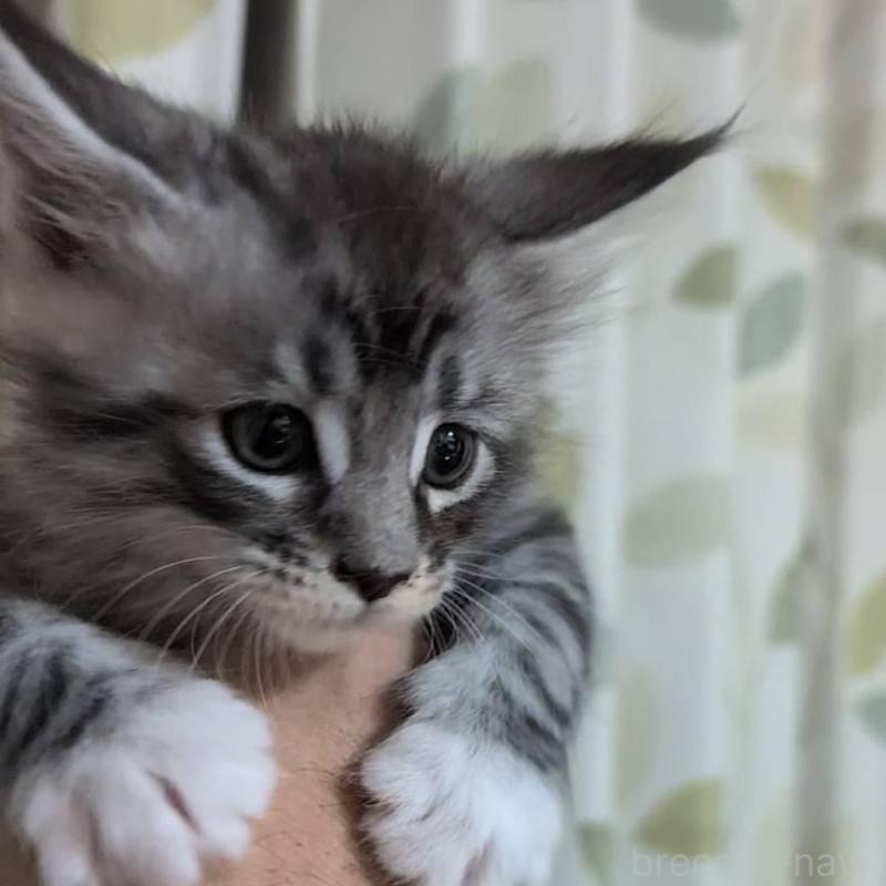 販売中の岡山県のメインクーン-134615の4枚目