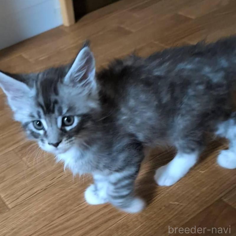 販売中の岡山県のメインクーン-134615の3枚目