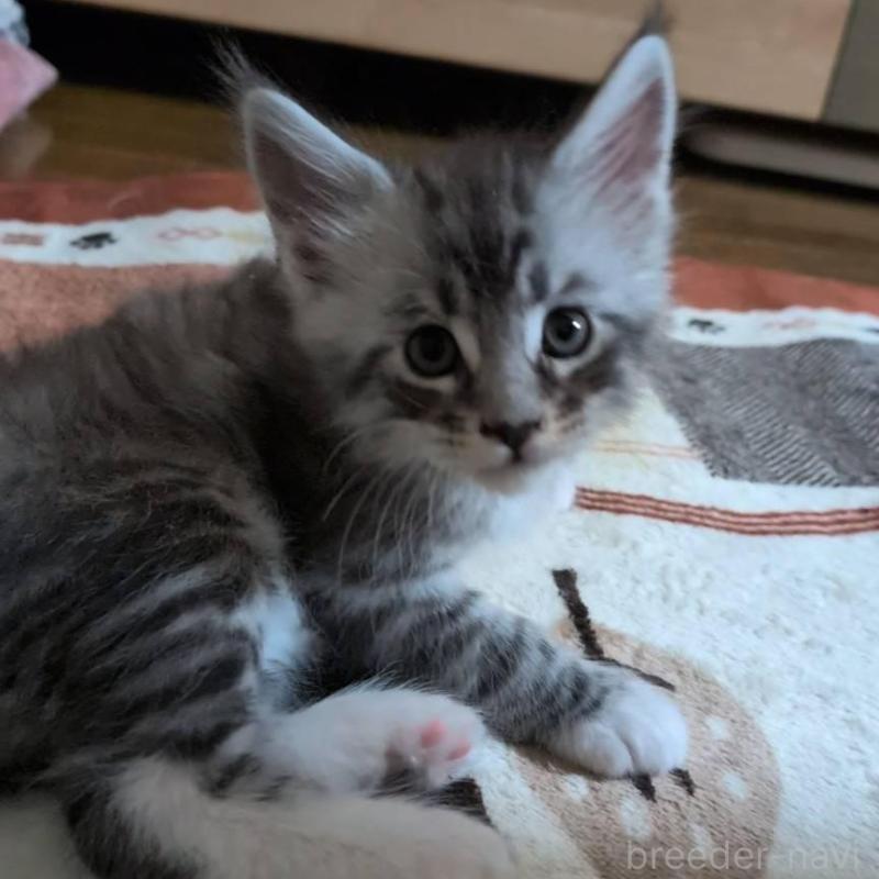 販売中の岡山県のメインクーン-134615