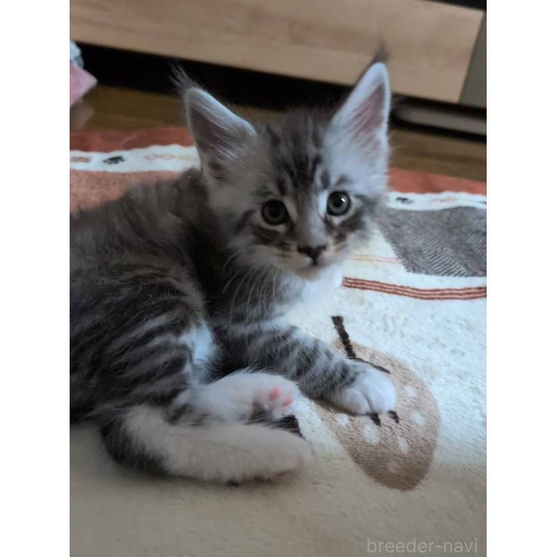 販売中の岡山県のメインクーン-134615の2枚目