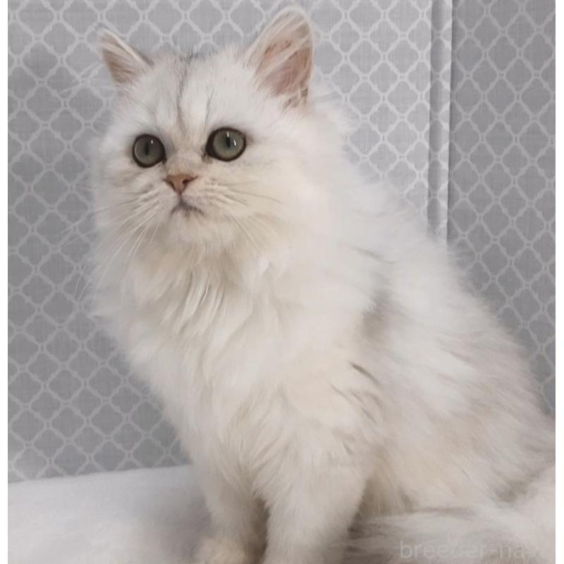 販売中の岐阜県のペルシャ(チンチラ)-132680の3枚目