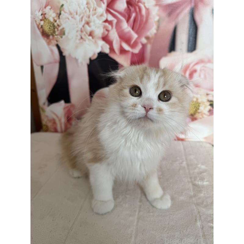 販売中の千葉県のマンチカン-128541の3枚目